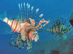 Photo of Fish in Sea